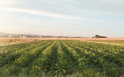 Retrospectiva do Ano na Agricultura